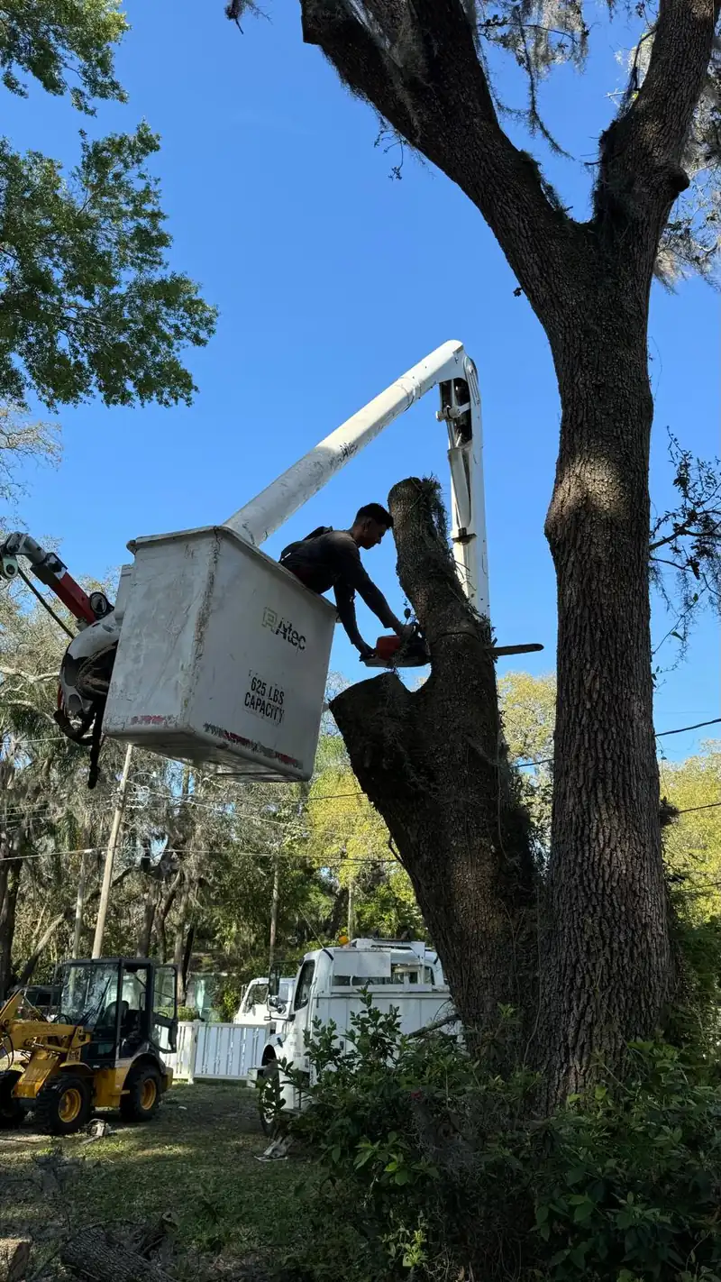 Bucket truck lifting an arborist into a tall oak for trimming and pruning