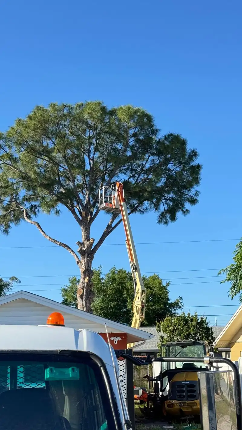 Bucket truck and crew truck set up beside a tall pine for removal