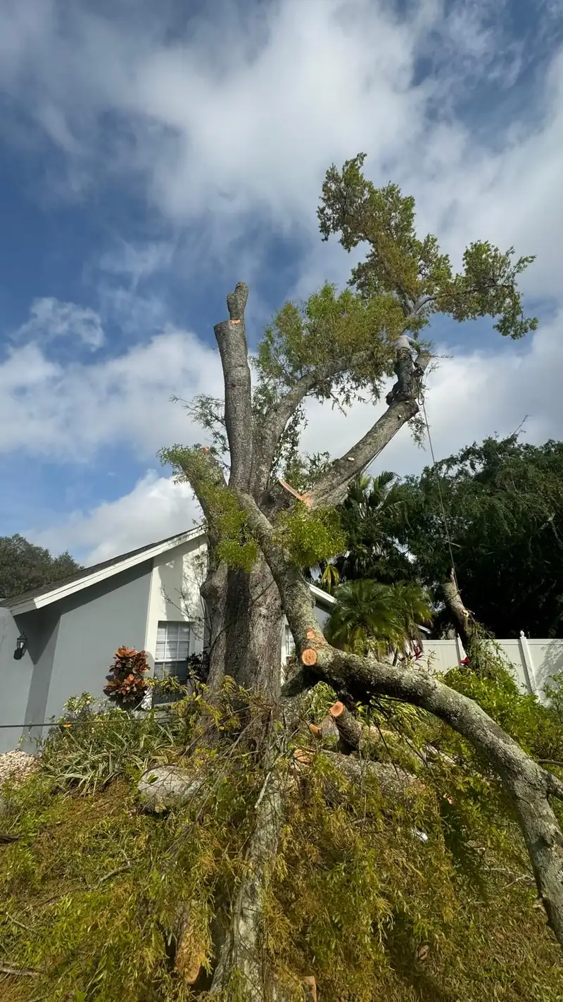 Dead tree being taken down in sections next to a home