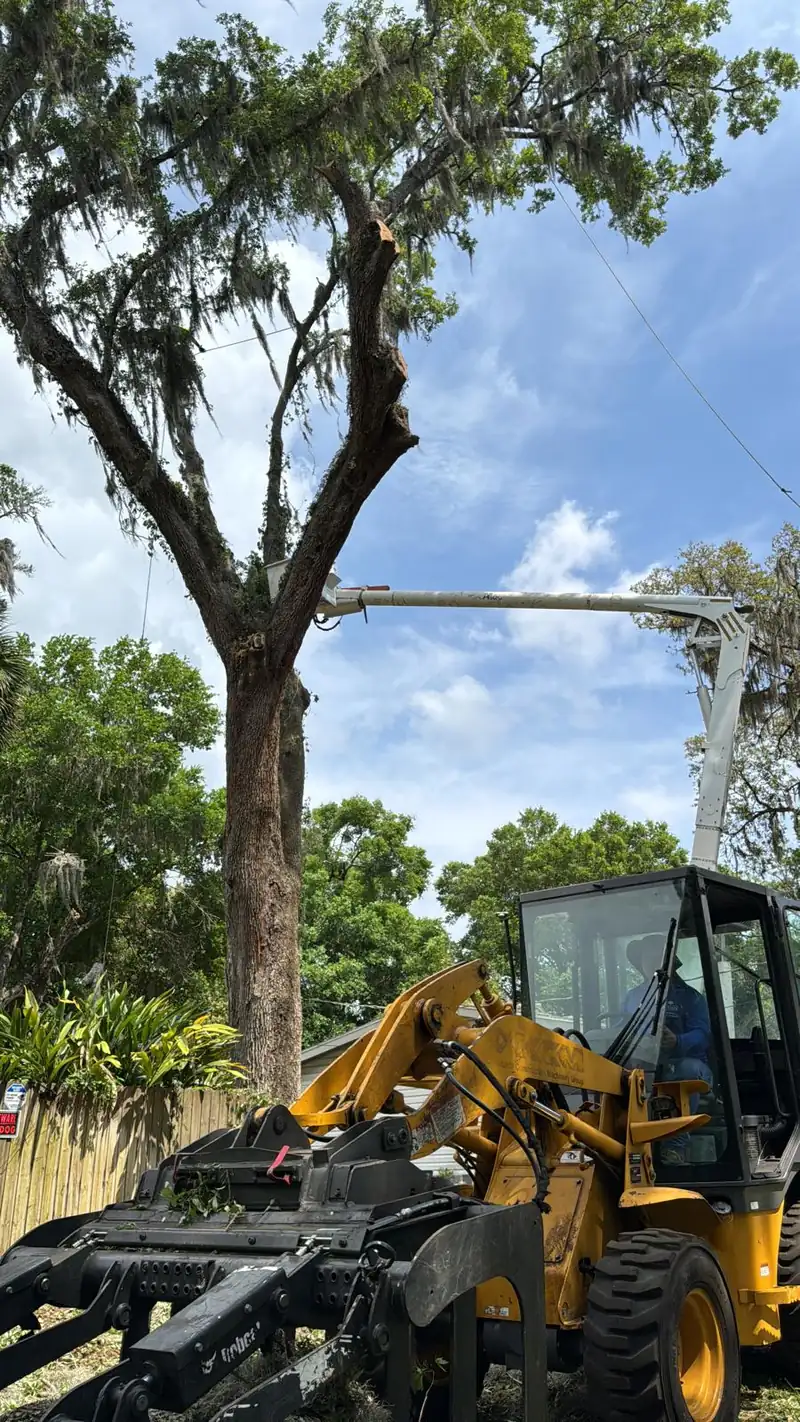 Loader with log grapple next to a moss-covered oak during tree service
