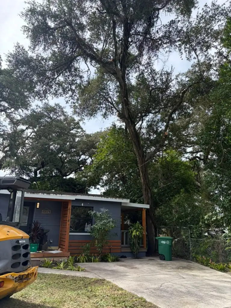 Large oak growing over a house with a loader staged for removal