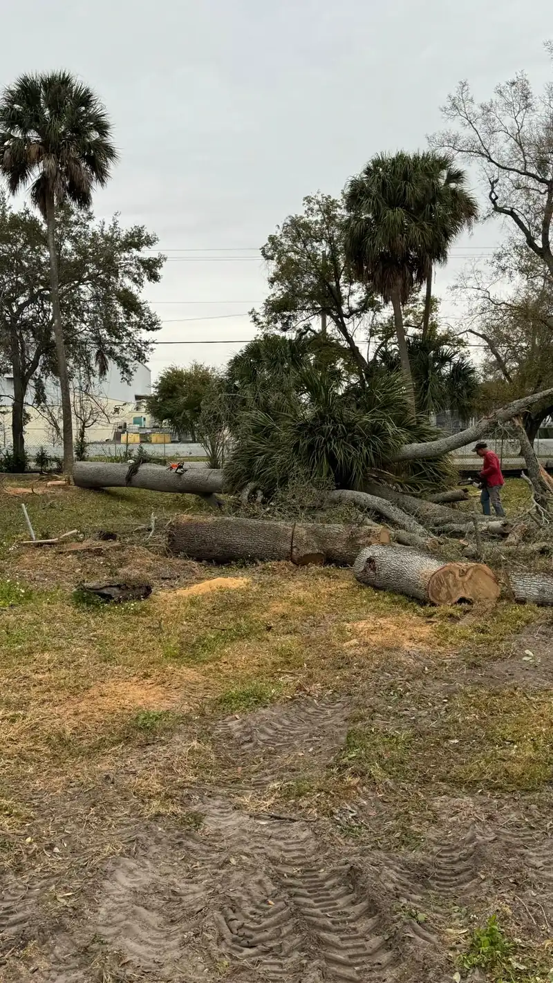 Storm-damaged trees cut into logs during a cleanup on a Tampa Bay property