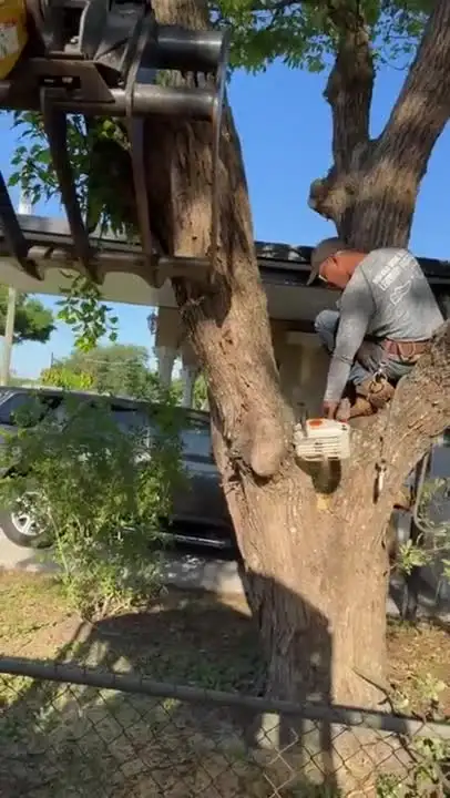 Climber cutting a tree in sections – FTDF Services video